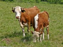 02 Hinterwaelder Kuh mit Kalb